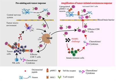 Case Report: Innate Immune System Challenge Unleashes Paraneoplastic Neurological Autoimmunity